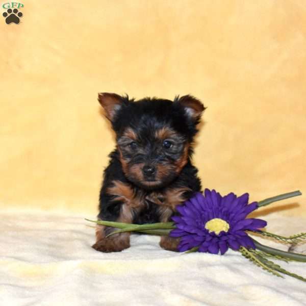Timber, Yorkie Puppy