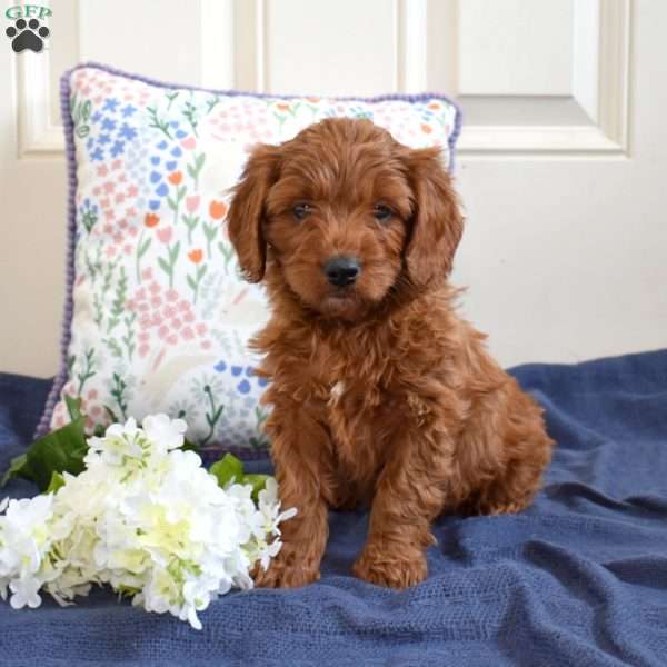 Timber, Cavapoo Puppy