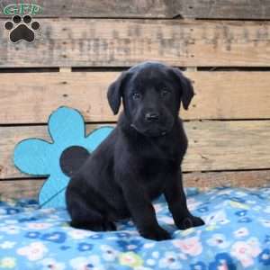Timber, Golden Labrador Puppy