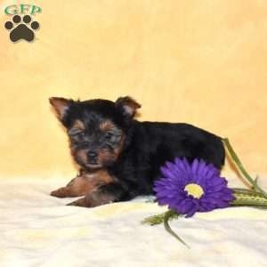 Timber, Yorkie Puppy