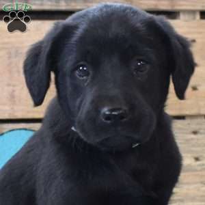 Timber, Golden Labrador Puppy