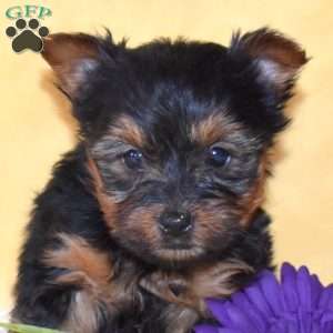 Timber, Yorkie Puppy