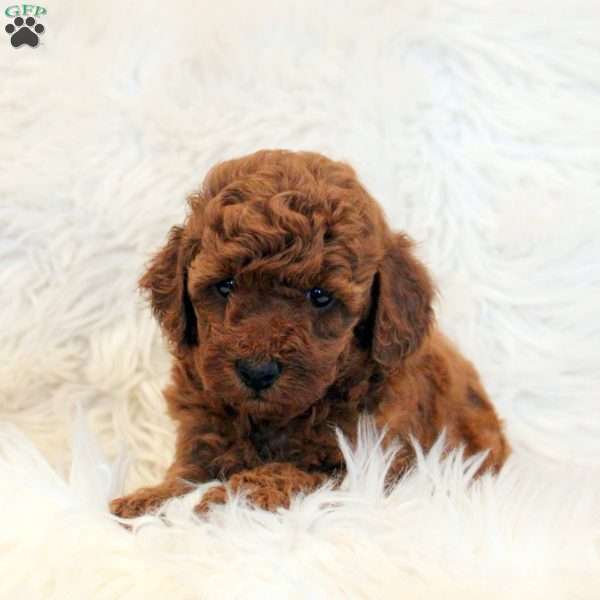 Timmy, Toy Poodle Puppy