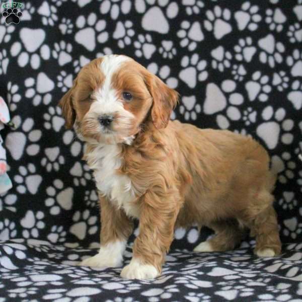 Timmy, Cavapoo Puppy