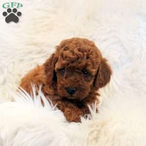Timmy, Toy Poodle Puppy