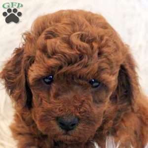 Timmy, Toy Poodle Puppy