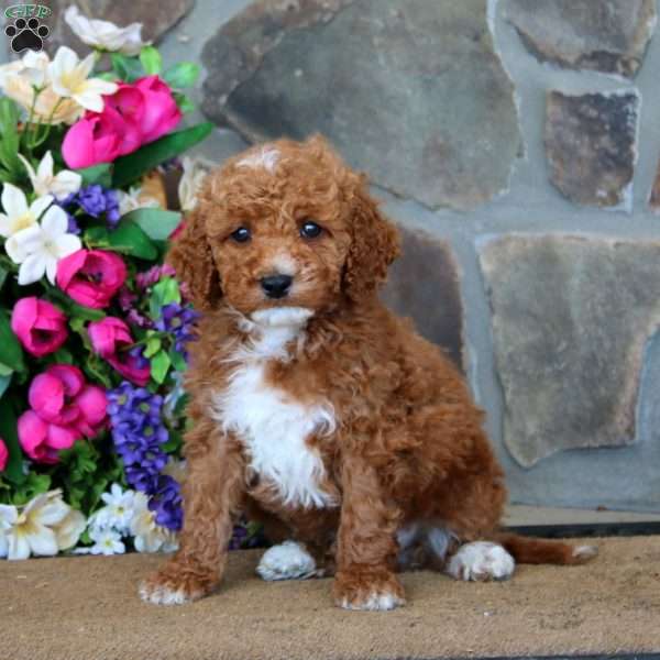 Timmy – F1B, Goldendoodle Puppy
