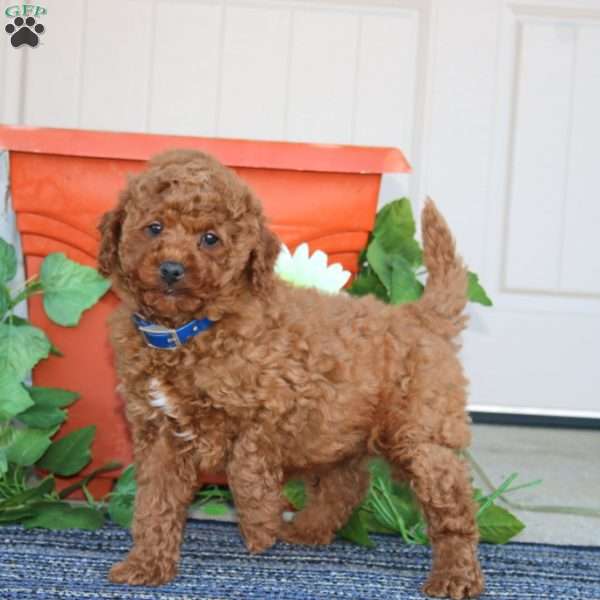 Timmy, Miniature Poodle Puppy