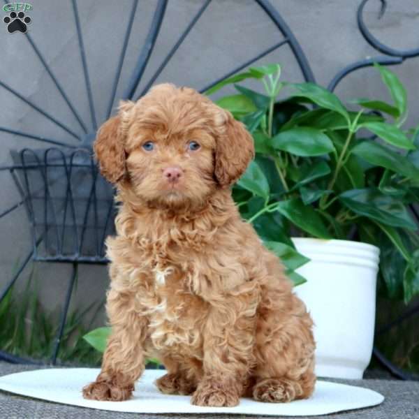 Timmy, Cockapoo Puppy