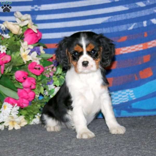 Timmy, Cavalier King Charles Spaniel Puppy