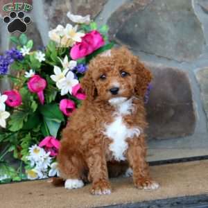 Timmy – F1B, Goldendoodle Puppy