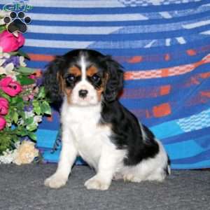 Timmy, Cavalier King Charles Spaniel Puppy