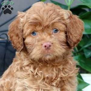 Timmy, Cockapoo Puppy