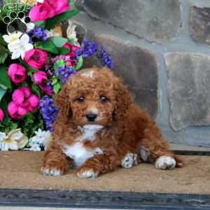 Timmy – F1B, Goldendoodle Puppy