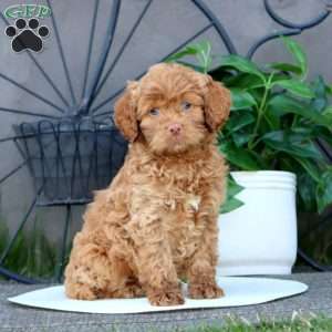 Timmy, Cockapoo Puppy