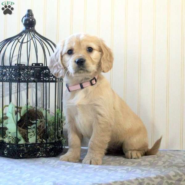 Tina, Miniature Golden Retriever Puppy