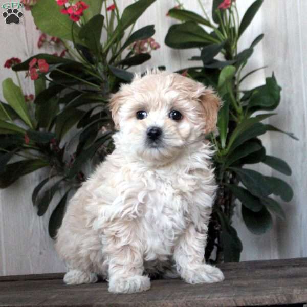 Tina, Maltipoo Puppy