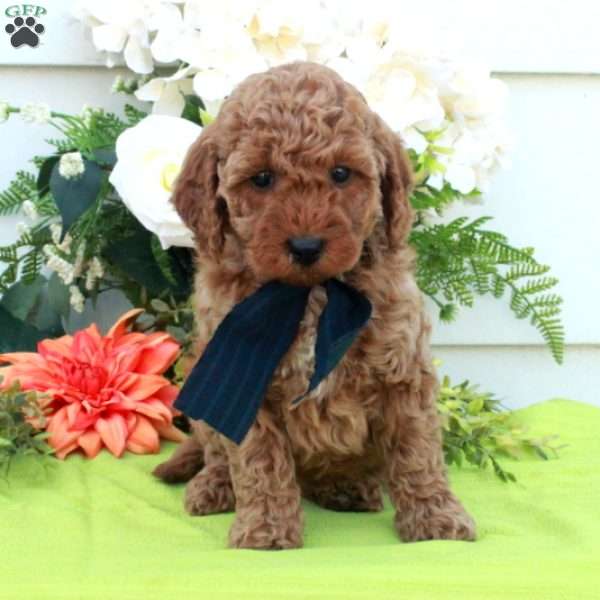 Tina, Cockapoo Puppy