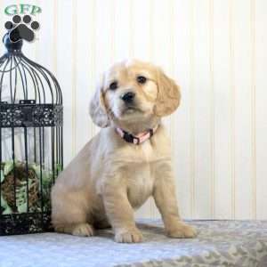 Tina, Miniature Golden Retriever Puppy