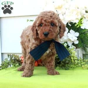 Tina, Cockapoo Puppy