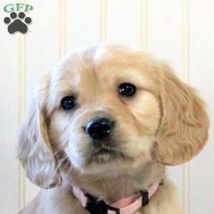 Tina, Miniature Golden Retriever Puppy