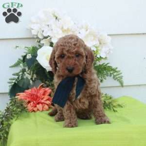 Tina, Cockapoo Puppy