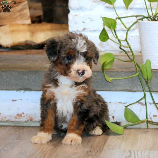 Tina, Mini Bernedoodle Puppy