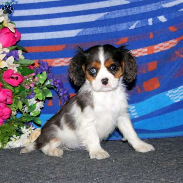 Tina, Cavalier King Charles Spaniel Puppy