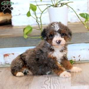 Tina, Mini Bernedoodle Puppy