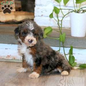 Tina, Mini Bernedoodle Puppy