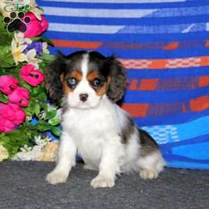 Tina, Cavalier King Charles Spaniel Puppy