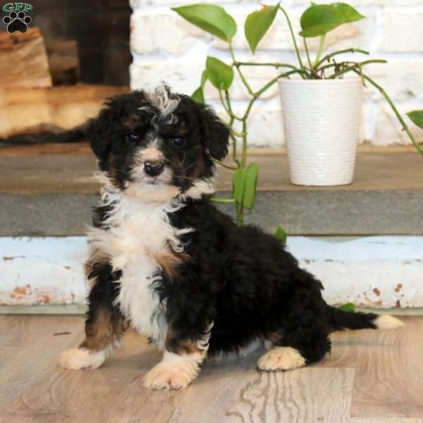 Tinker, Mini Bernedoodle Puppy