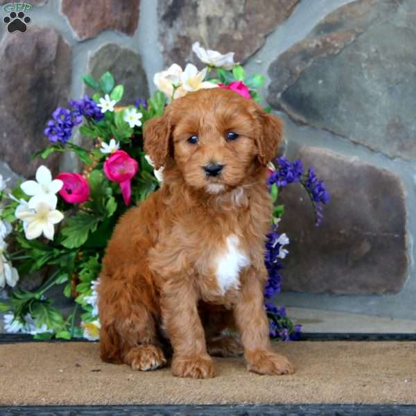 Tinker – F1B, Goldendoodle Puppy