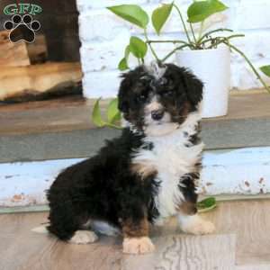 Tinker, Mini Bernedoodle Puppy