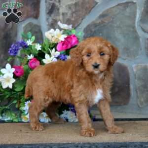 Tinker – F1B, Goldendoodle Puppy