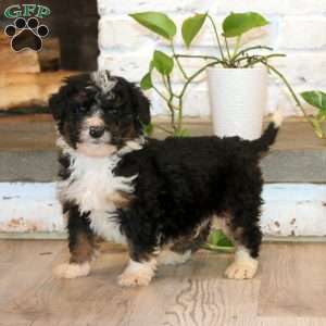 Tinker, Mini Bernedoodle Puppy