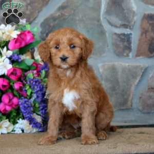 Tinker – F1B, Goldendoodle Puppy