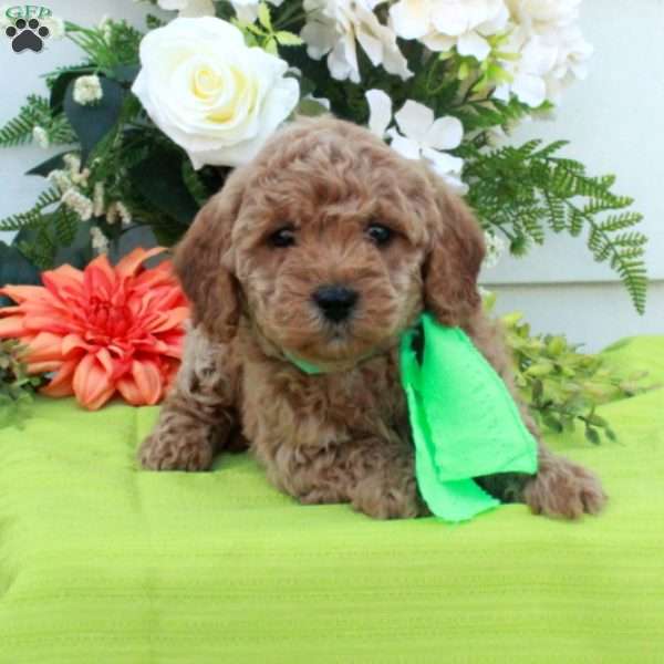 Tippy, Cockapoo Puppy