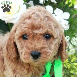 Tippy, Cockapoo Puppy