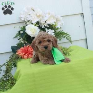 Tippy, Cockapoo Puppy