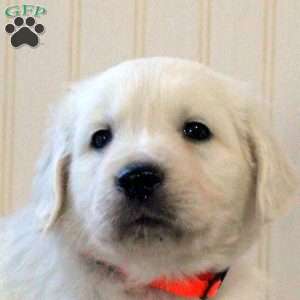 Tobey, English Cream Golden Retriever Puppy