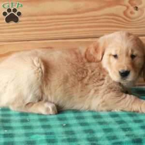 Tobias, Golden Retriever Puppy
