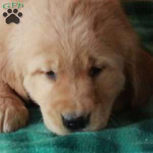 Tobias, Golden Retriever Puppy