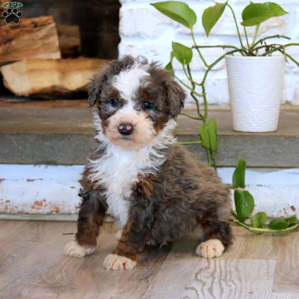 Toby, Mini Bernedoodle Puppy