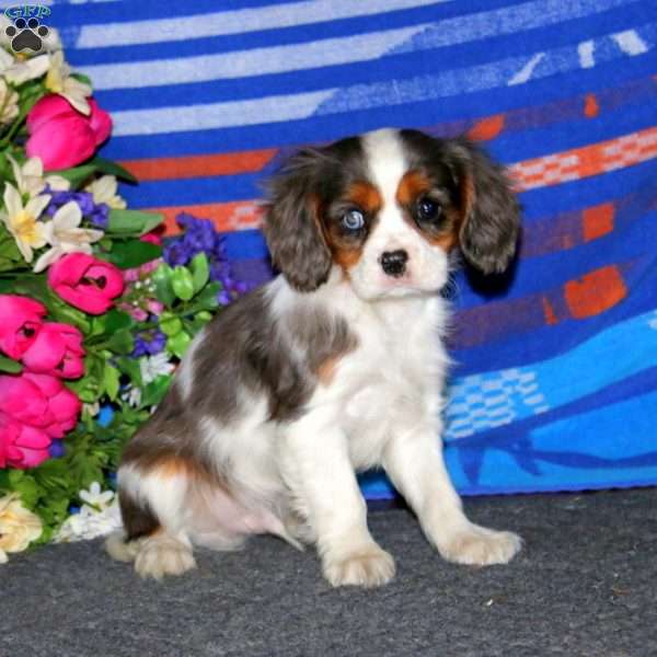 Toby, Cavalier King Charles Spaniel Puppy