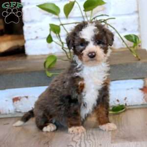 Toby, Mini Bernedoodle Puppy
