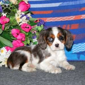 Toby, Cavalier King Charles Spaniel Puppy