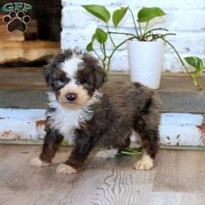 Toby, Mini Bernedoodle Puppy