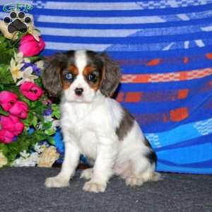 Toby, Cavalier King Charles Spaniel Puppy