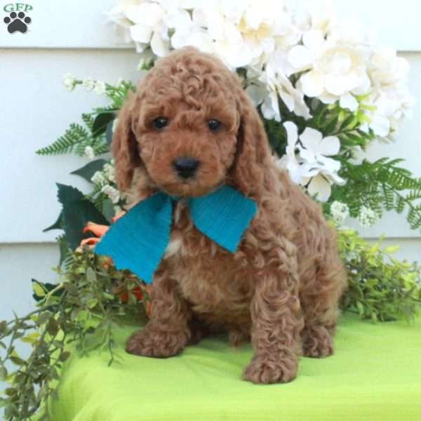 Todd, Cockapoo Puppy